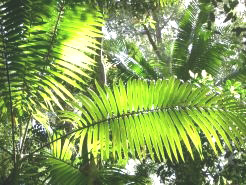 Tropical ferns on Fraser Island, Queensland.